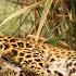 Helpless Leopard Rescued From Deadly Jaw Trap In Maharashtra