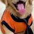 This Is A Work Of Art Keziacook Goldenretriever Cutedogvideo New Reels Trend Shorts Yshorts