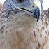 Hawk Sounds Hawk Sound Effects Red Tailed Hawk Noises Hawk Screech Hawk Calls No Music