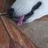 Sasha Blep Music Beats Lofi Instrumental Chill Funny Dog Husky Blep Cute