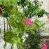 Newmusic Love Afghanistan Beutifull Flowers