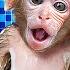 KiKi Monkey Bathing In The Toilet So Funny With Duckling Play At Swimming Pool KUDO ANIMAL KIKI