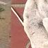 Chained On Valentine S Day All He Wanted Was Love But They Left Him To End Alone On The Street