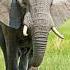 Эволюция слона Evolution Youtubeshorts эволюция 2023 эволюция слоны Elephant Shorts