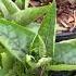 Мирабилис в 5 л ведрах мирабилис цветы Garden Gardening сад