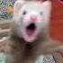 FERRETS Taking Over TikTok FUNNIEST Trending