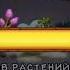 покупаем остров огненный оазис My Singing Monsters
