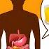 How Are Water And Other Fluids Digested In The Human Body