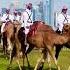 See Beautiful Camels In Doha Qatar