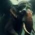 Incredible Animals Fusion Hybrid Combine Bat And Wolf Ai Shorts Fusion Animals