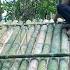 The Entire Video For Nearly A Year Living In The Forest Building A Bamboo House Living Freely