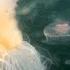 Fried Egg Jellyfish Hunts In A Swarm Of Aurelia Life BBC Earth