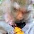 Eating Sweet Carrots In The Morning Zooday