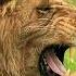 10H Lion Roar Lion Rugissement