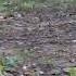 Tiger Cubs Playing Together At Parsa National Park