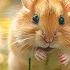 The Most Amazing Baby Animals 4K Collection Of Happy Animal Moments With Relaxing Piano Music