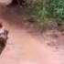 Tiger Vs Leopard