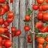 Grow Tomatoes In Plastic Bottles At Home For Healthy Homemade Vegetables