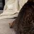 Ублюдок мать твою а ну иди сюда Catoftheday Catlover Turkishcat биливми бойстенью Cat