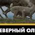 Прямой эфир Ах вот ты какой северный олень