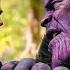 Thor Vs Thanos Thanos Snaps His Fingers Scene Avengers Infinity War 2018 Movie Clip