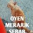 Kelakuan OYEN Lambat Makan