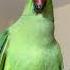 Kiwi Parrot Sound Shorts