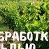 Конец цветения хим обработки подвязка и чеканка Виноград в полевых условиях