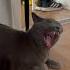 Messy Cat Funny Cat Evil Villain Laugh