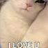 How Cats Say I LOVE U Facts