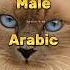 Male Arabic Cat Names Part 19 Shorts Islam