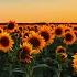 We Are Sunflowers