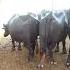 Buffalo And Fattening Farm Start From 10 Buffalos Anmol Farm