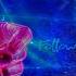Follow Me