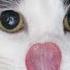 Cat Lick Moon That S Seductive Cat Tongue Cute Animals Clips