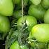 МЕГА УРОЖАЙНЫЕ томаты посадил и забыл для ОТКРЫТОГО ГРУНТА томаты для ленивых 6 сортов