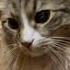 Кожанка подивись в мої очі Cats Catsworld Catsofyoutube Cat українськакішка