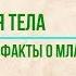 7 любопытных фактов о младенцах История тела