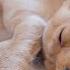 Puppy Sleeping Music Dog Relaxation Music Dog Sleep Music Puppy Music