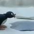 Pingu Nia Noo Noot Noot