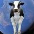 Strange Cow Found On Google Earth Googleearth Shortvideo Shortsviral