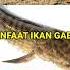 MANFAAT IKAN GABUS