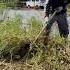 Clean Up And Mow To Save Trash Filled Sidewalks Hidden Inside Overgrown Lawns