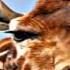The Giraffe Hunters Full Audiobook By Thomas Mayne REID By Action Adventure Audiobok