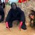 2 Ferocious Gorilla Monsters Attack 3 Brave Beautiful Girls And A Poor Old Man Hides In Fear