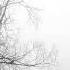 Sapere Aude Welk