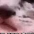 найсик Maybe Im Cringe Prod Shinju Audio