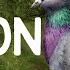 Pigeon Sound Effect Animal Sounds Library