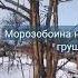 Морозобоина на груше