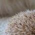 Dog Meets Hedgehog